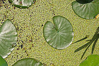 治愈温馨女儿养成 国产独立游戏《火山的女儿》公开Steam页面